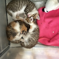 photo de livraison pour Chat Gratouille