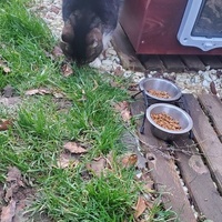 photo de livraison pour Aidons nos Molosses