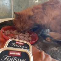 photo de livraison pour Association Misty Pépère