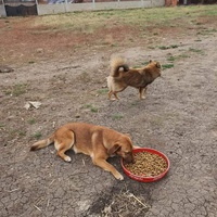 photo de livraison pour Serbian Society for the Protection of Animals - SSPA