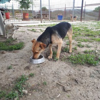 photo de livraison pour Udruženje za zaštitu životinja "Pongo"