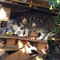 photo de livraison pour Les Chats de la Rue
