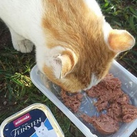 photo de livraison pour Les Chats-Pitresdelavi-Ste