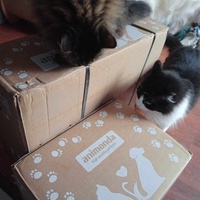 photo de livraison pour Le Cercle des Chats Libres du Pays de Vannes