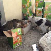 photo de livraison pour Les chats Port-Saint-Louisiens