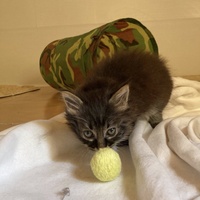 photo de livraison pour Bien vivre avec les Chats Sallélois