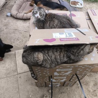 photo de livraison pour Chats Libres de Béziers