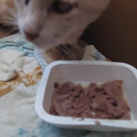 photo de livraison pour Une vie, Un chat