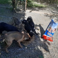 photo de livraison pour Azil za pse"Poslednja oaza"