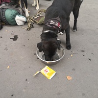 photo de livraison pour Le Resto des Zanimos