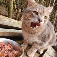 photo de livraison pour Chat Suffit a.sb.l.