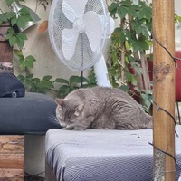 photo de livraison pour MIM Ô CHATS
