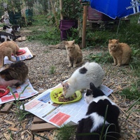 photo de livraison pour Les chats de chez nous