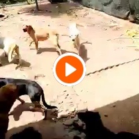 photo de livraison pour Comme Chiens et Chats Maroc