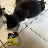 photo de livraison pour Bien vivre avec les Chats Sallélois