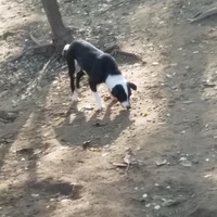 photo de livraison pour P.U.Ž. pomoć ugroženim životinjama Vel Gradište