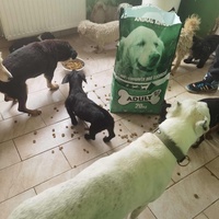 photo de livraison pour ПРИХВАТИЛИШТЕ ДРАЖЕВАЦ