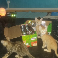 photo de livraison pour Cruzy Cat 34