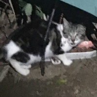 photo de livraison pour Félin Pour L’Hôte