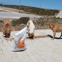 photo de livraison pour Sanctuaire de la Faune de Tanger (SFT)