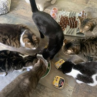 photo de livraison pour Association des Chats Camarguais