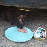 photo de livraison pour Les Mimichats