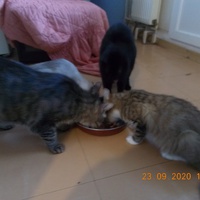 photo de livraison pour Chats Libres des Hauts Cantons de l'Hérault