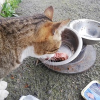 photo de livraison pour Chat L'Heureux Chat l'Ange et Cie