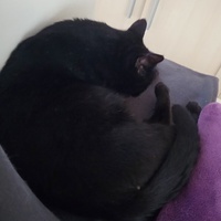 photo de livraison pour Les Fées AnimO