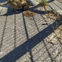 photo de livraison pour Protect Cat