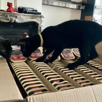 photo de livraison pour Association C.A.T.S. Chat Animal Terrien Solidarité
