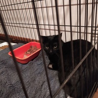 photo de livraison pour A Pas De Chats