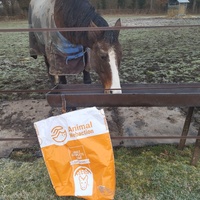 photo de livraison pour Hearthland Royal Horse