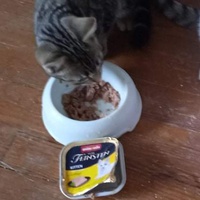 photo de livraison pour Hungry Cats14