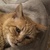 photo animal
