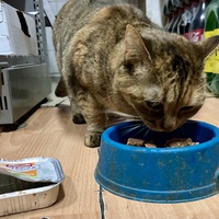 photo de livraison pour Association C.A.T.S. Chat Animal Terrien Solidarité