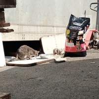 photo de livraison pour Castel Cats