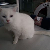 photo de livraison pour Les chats de l'Indifférence