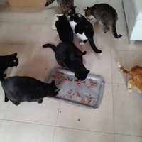 photo de livraison pour Les Amis de Michouette