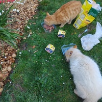 photo de livraison pour Chez Minou
