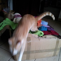 photo de livraison pour Chaperlipopette 77