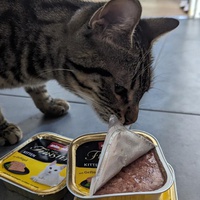 photo de livraison pour Association C.A.T.S. Chat Animal Terrien Solidarité