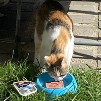 photo de livraison pour SADF (Sauvetage des animaux domestiques de France)
