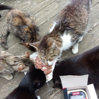 photo de livraison pour Chats Oubliés