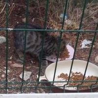 photo de livraison pour Les Chats-Pitresdelavi-Ste