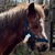 photo animal