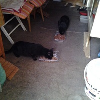 photo de livraison pour L'Assist'Aux Chats