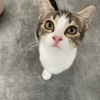 photo de livraison pour Association Des  Chats  De Hyeres