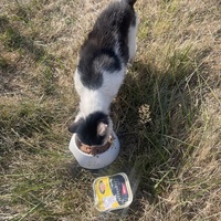 photo de livraison pour Les Chats De QUEAUX