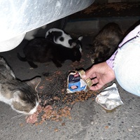 photo de livraison pour Association Animaux Errants Economie